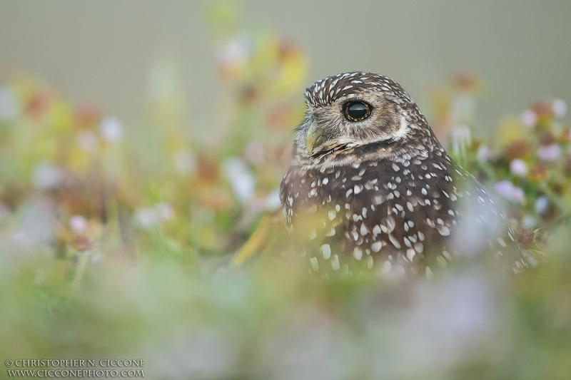 Burrowing Owl