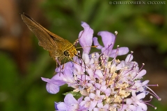 Skipper