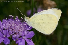 Cabbage White