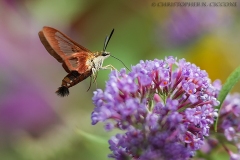 Hummingbird Moth