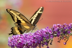 Giant Swallowtail