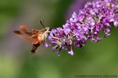 Hummingbird Moth