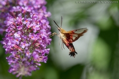 Hummingbird Moth