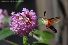 Hummingbird Moth