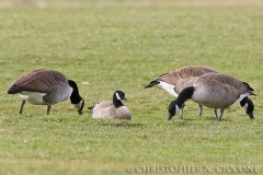 Cackling Goose