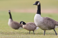 Cackling Goose