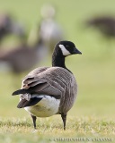 Cackling Goose