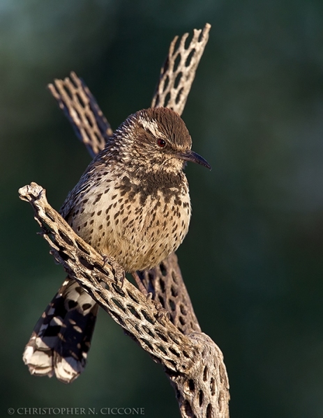 Cactus Wren