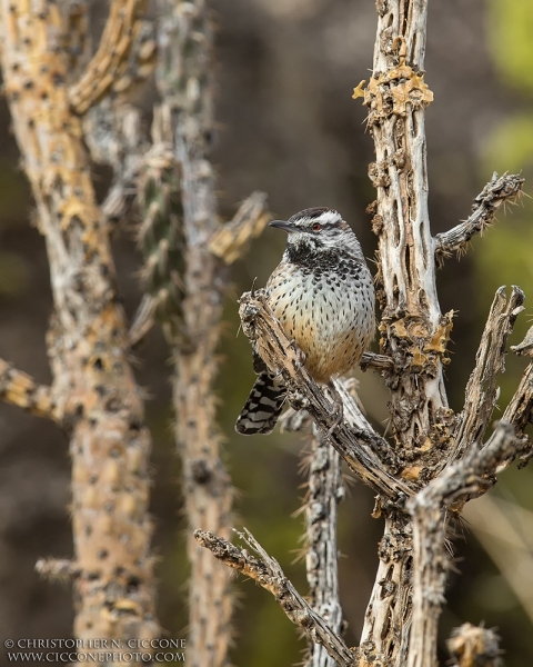 Cactus Wren