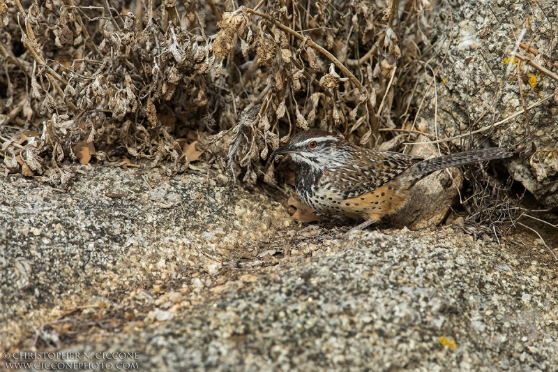 Cactus Wren