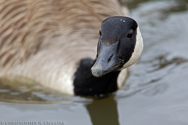 Canada Goose