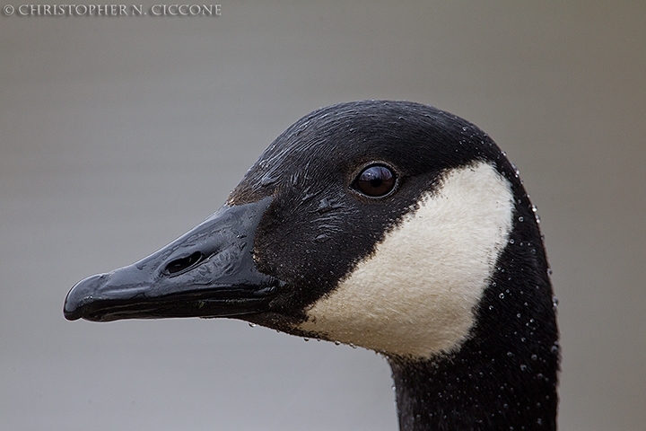 Canada Goose