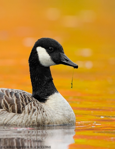 Canada Goose