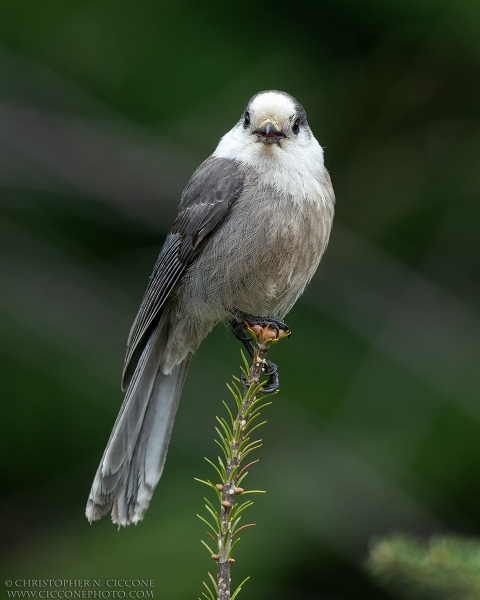 Canada Jay