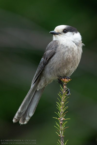 Canada Jay