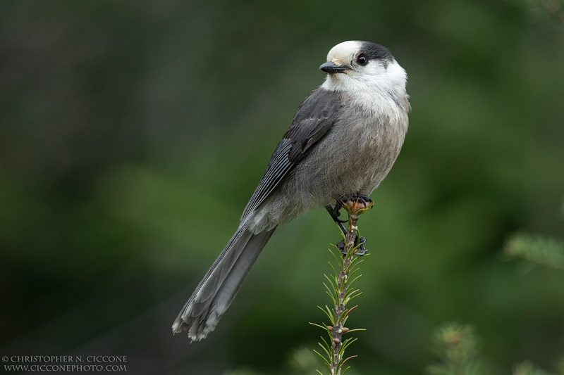 Canada Jay