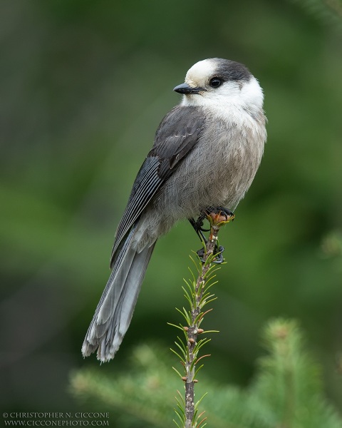 Canada Jay