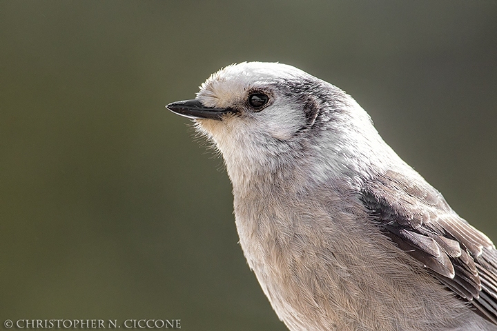 Canada Jay