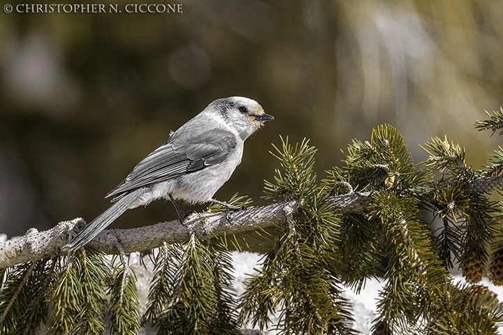 Canada Jay