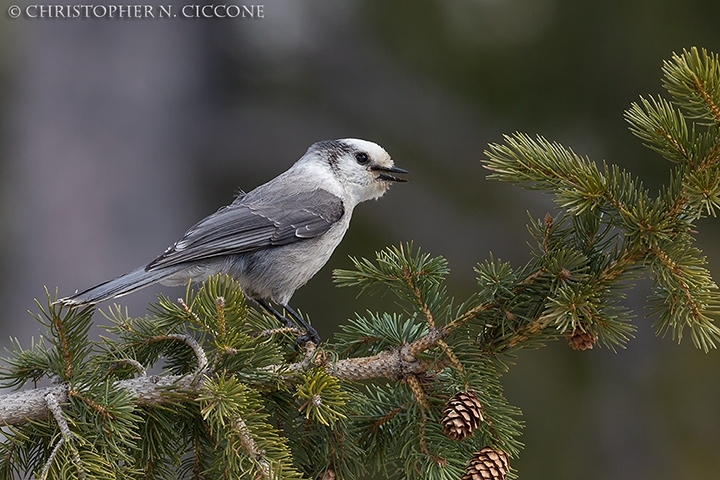 Canada Jay