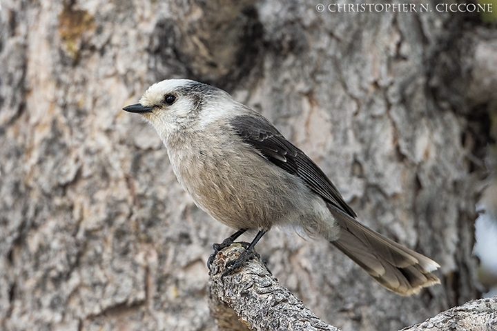 Canada Jay