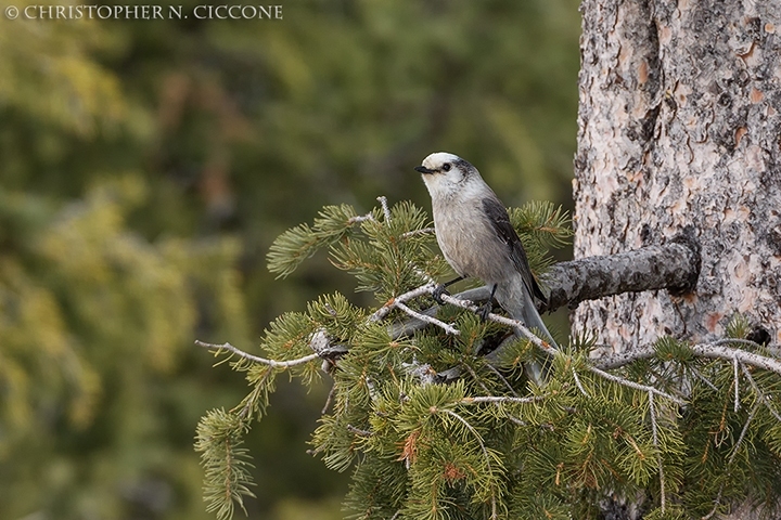 Canada Jay