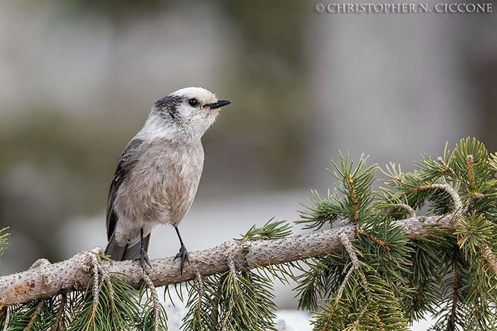 Canada Jay