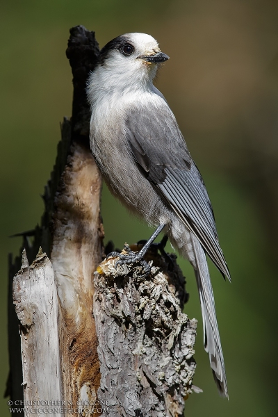 Canada Jay