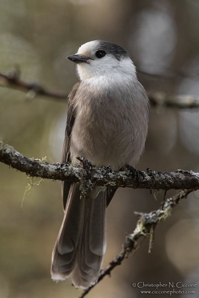 Canada Jay