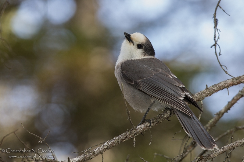 Canada Jay