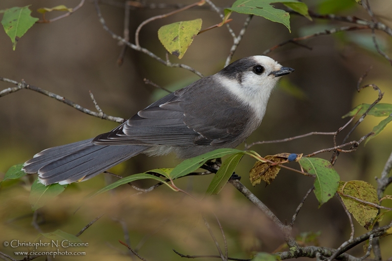 Canada Jay