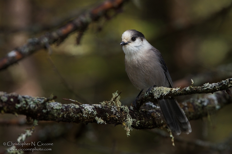 Canada Jay