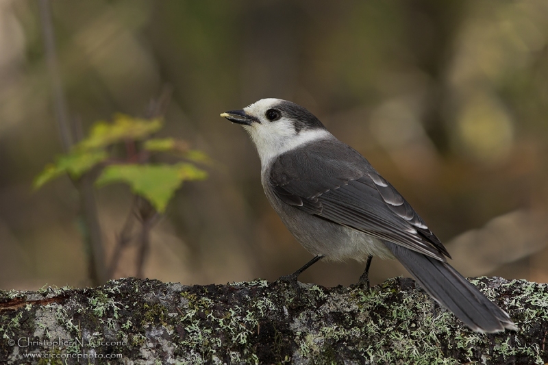 Canada Jay