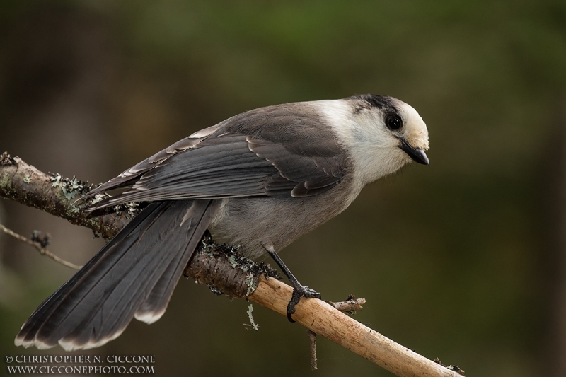 Canada Jay