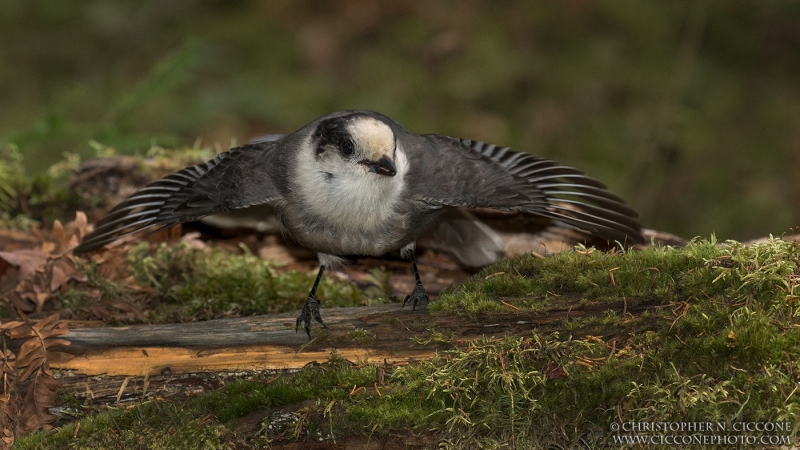 Canada Jay