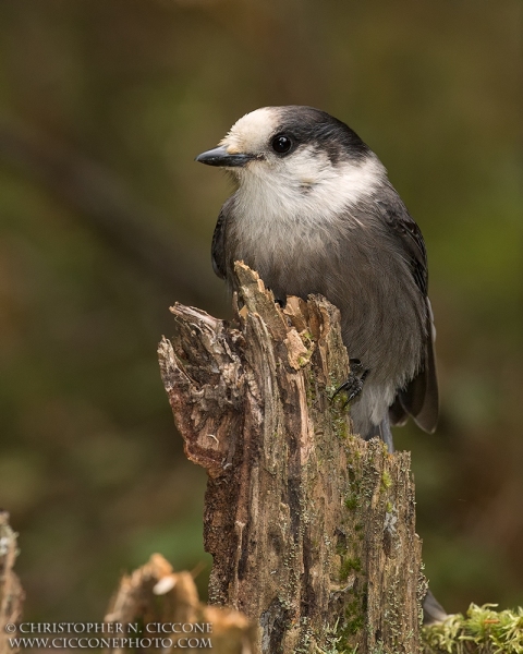 Canada Jay