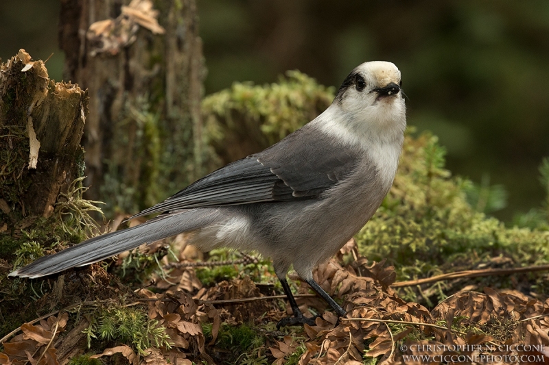 Canada Jay