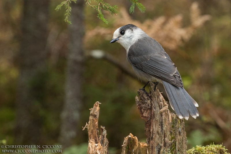 Canada Jay