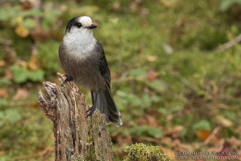 Canada Jay