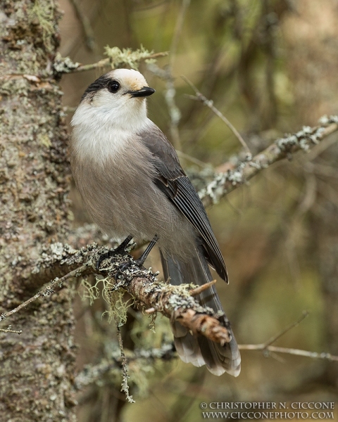 Canada Jay