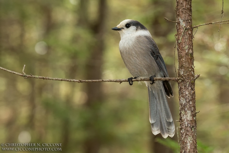 Canada Jay