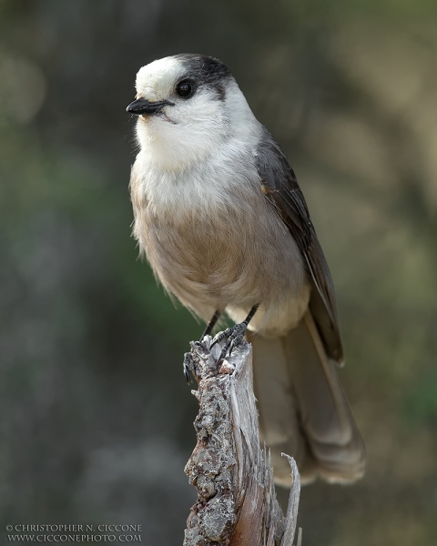 Canada Jay