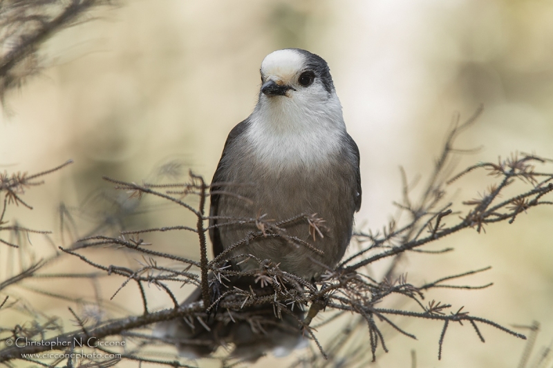 Canada Jay