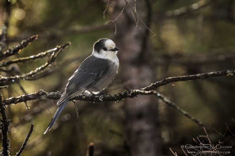 Canada Jay