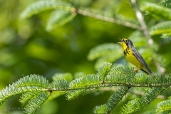 Canada Warbler