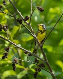 Canada Warbler