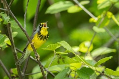 Canada Warbler