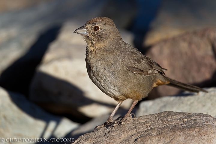 Canyon Towhee