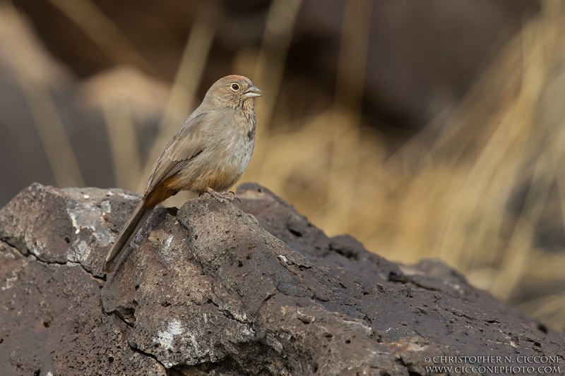 Canyon Towhee