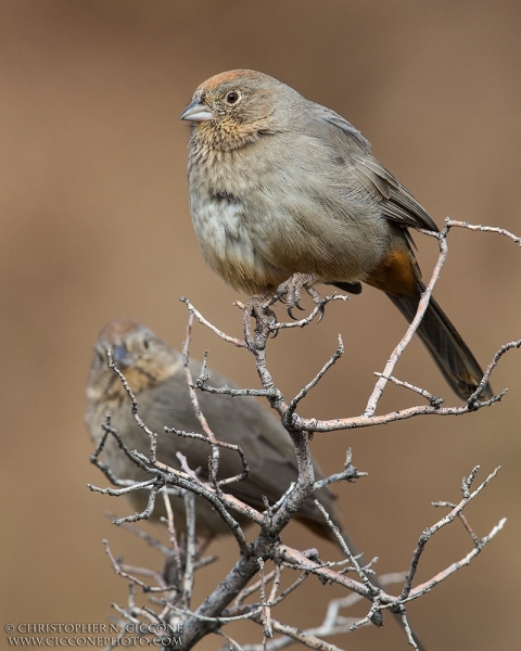 Canyon Towhee